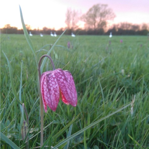 Flowers on Andy Rumming's farm