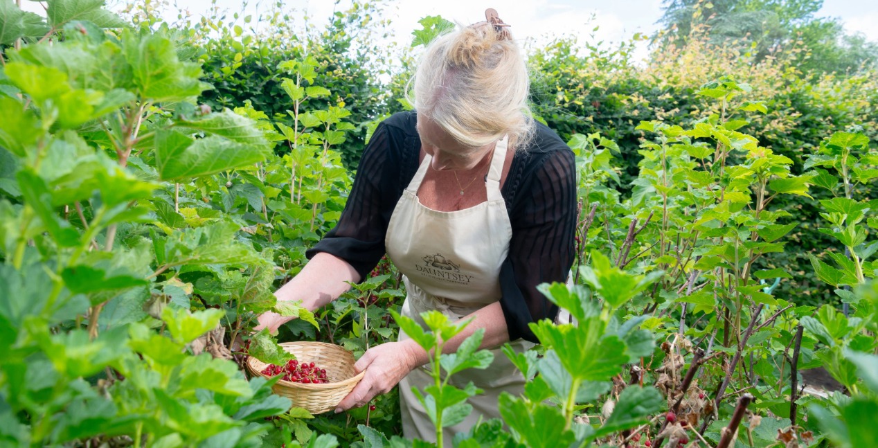 Claire Mellor-Hill picking redcurrants from her fruit and veg patch for Dauntsey